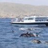 Bandar Rowdha Marina Dolphin Tour Boat Package