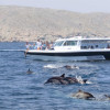 Bandar Rowdha Marina Dolphin Tour