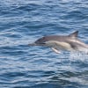 Dolphins Watching