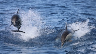 Dolphins Watching