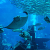 Oman Aquarium