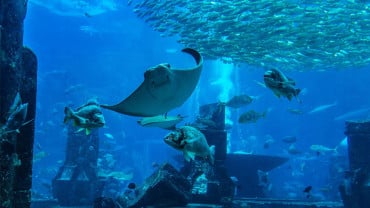 Oman Aquarium